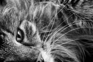 Businessfotografie Tierfotografie