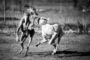 Businessfotografie Tierfotografie