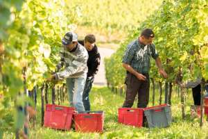 Businessfotografie Weingut