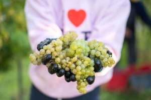Weingut Badische Wein