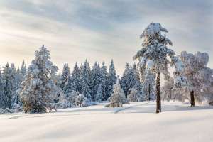 Hochschwarzwald bei Hotel Schliffkopf