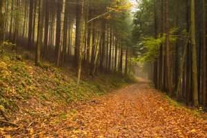 Wanderung Schwarzwald Durbach