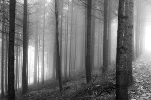 Wanderung Schwarzwald mit Nebel