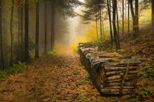 Wanderung Schwarzwald mit Nebel