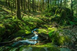Edelfrauengrab-Wasserfälle in Ottenhöfen