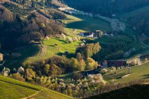 Tal in Durbach