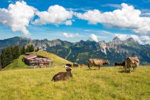 Gundhütte und Kühe in den tannheimer Alpen