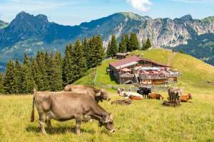 Gundhütte und Kühe in den Tannheimer Alpen