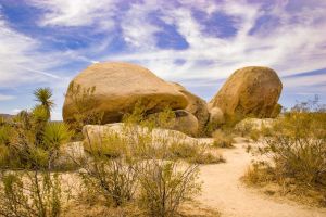 Joshua Tree Nationalpark