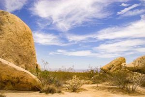 Joshua Tree Nationalpark