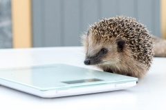 Tierfotograf Achern