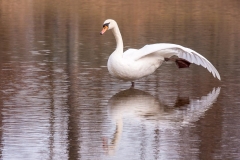 Tierfotograf Freiburg