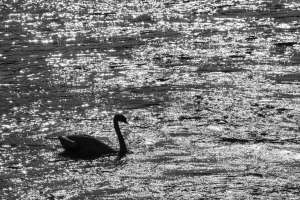 Schwan gegen das Licht