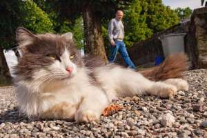Hauskatzen