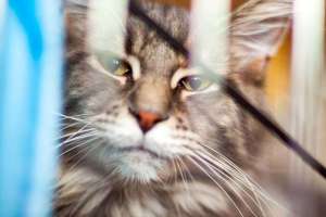 Hauskatze schaut aus dem Fenster