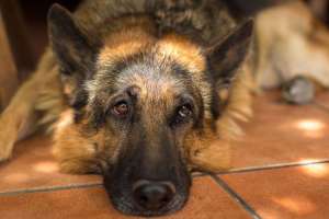 Deutscher Schäferhund