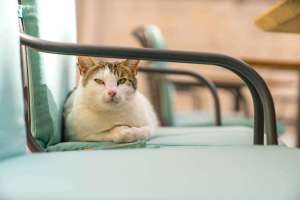 Hauskatze