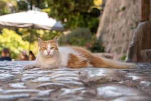 Mallorquinische Katze