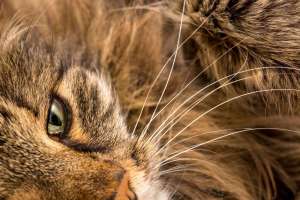Norwegische Langhaarkatze