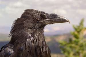 Rabe im Bryce Canyon