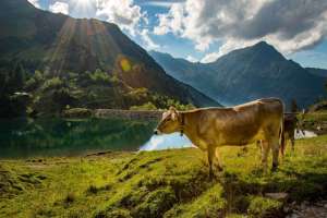 Kuh in den Alpen