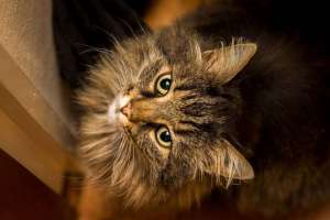 Norwegische Katze