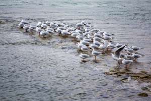 Möwen am Rhein