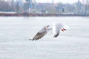 Möwen am Rhein
