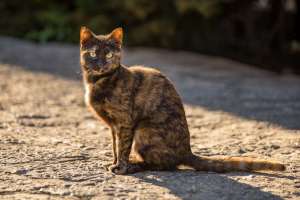 Mittelmeer-Katze
