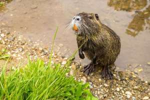 Nutria an Rhein
