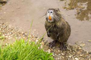 Nutria an Rhein