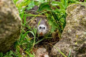 Nutria an Rhein