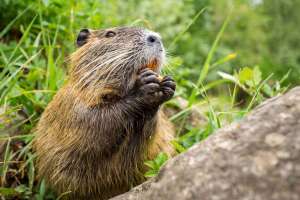 Nutria an Rhein
