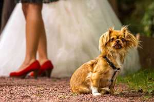 Hochzeit Hund