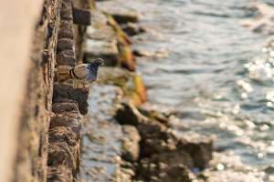 Taube im Meer