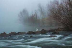 Swan in Kehl am Rhein