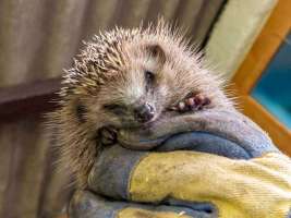 Igel starrt in Kehl am Rhein