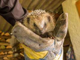 Igel in Kehl am Rhein