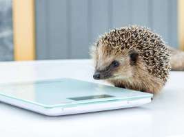 Igel in Kehl am Rhein