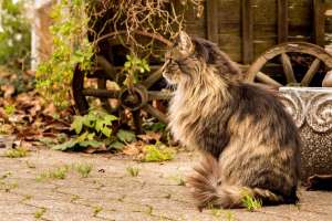 Norwegische Katze, langes Haar