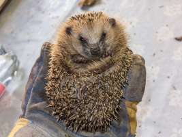 Igel in Deutschland