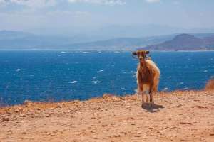 Wildziege auf Kreta