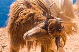 Niedliche Wildziege auf Kreta