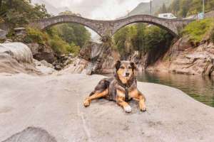 Hund in den Alpen