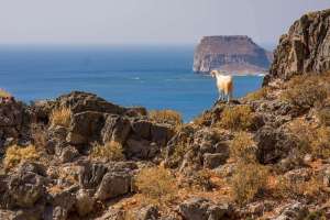 Wildziege auf Kreta
