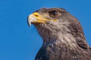 Adler
