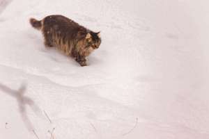 Katze im Schnee