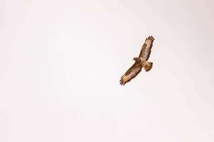Adler im Renchtal bei Oberkirch