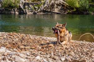 Deutscher Schäferhund im Fluss