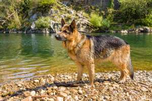 Deutscher Schäferhund im Fluss